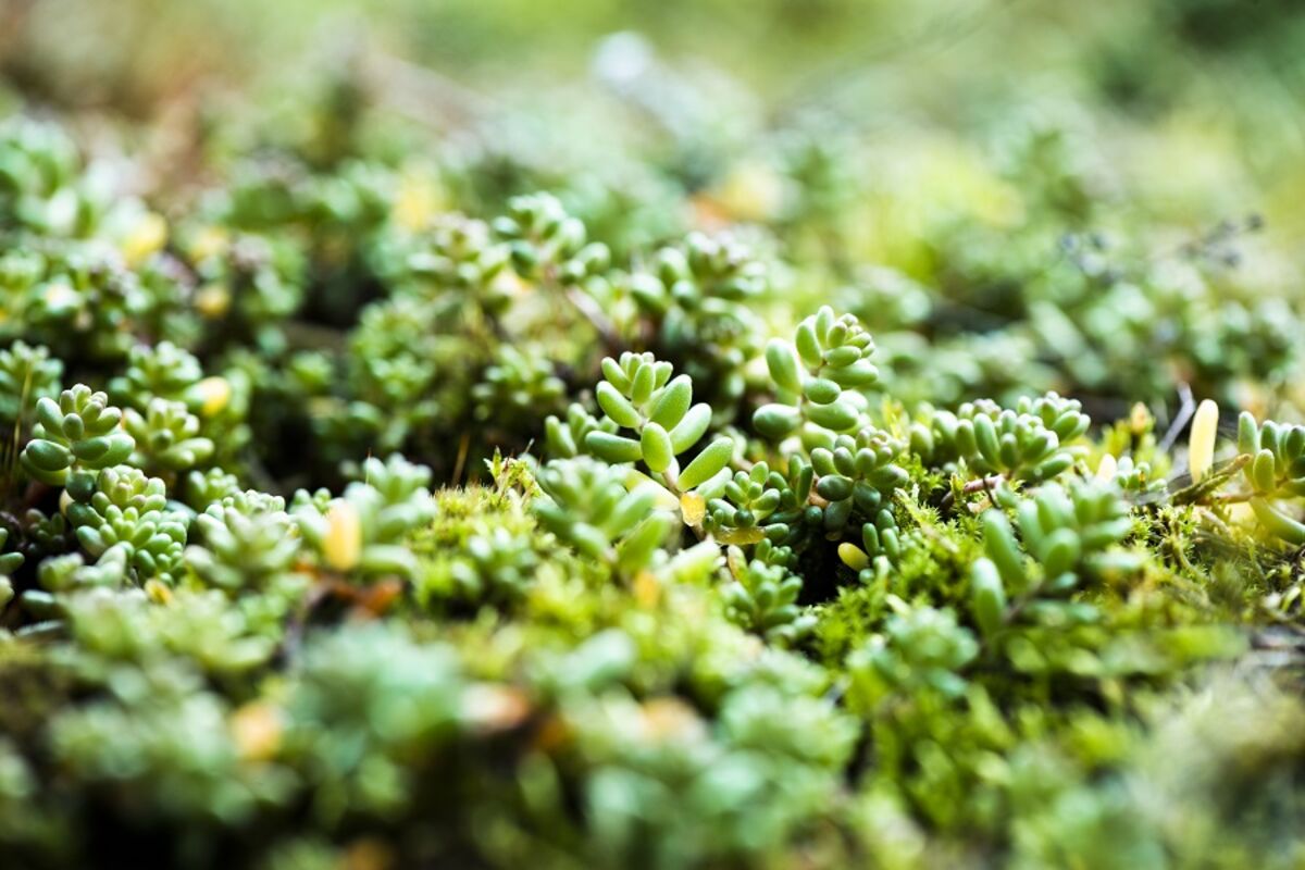 Close up of wild grass